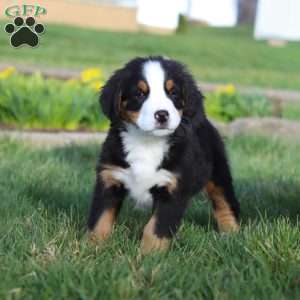Oliver, Bernese Mountain Dog Puppy